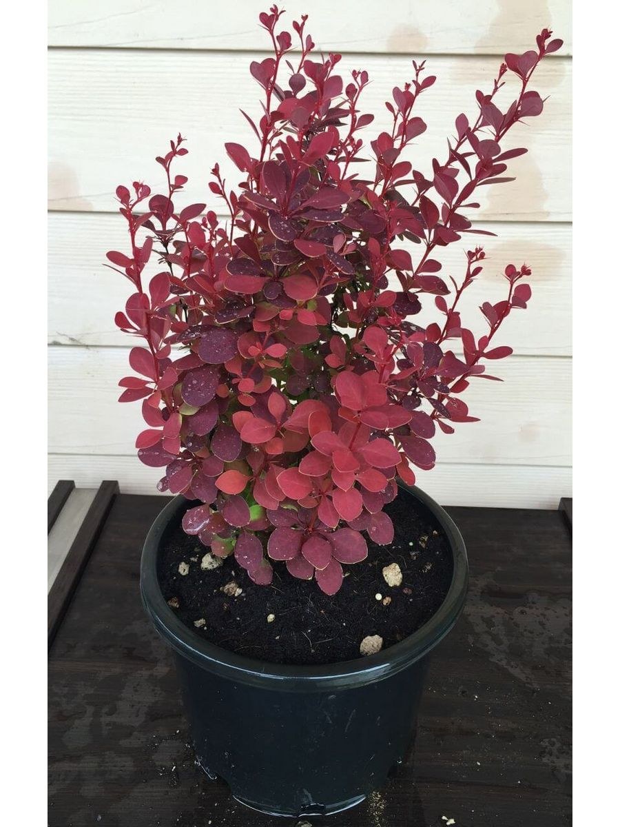 Барбарис Тунберга ред рокет