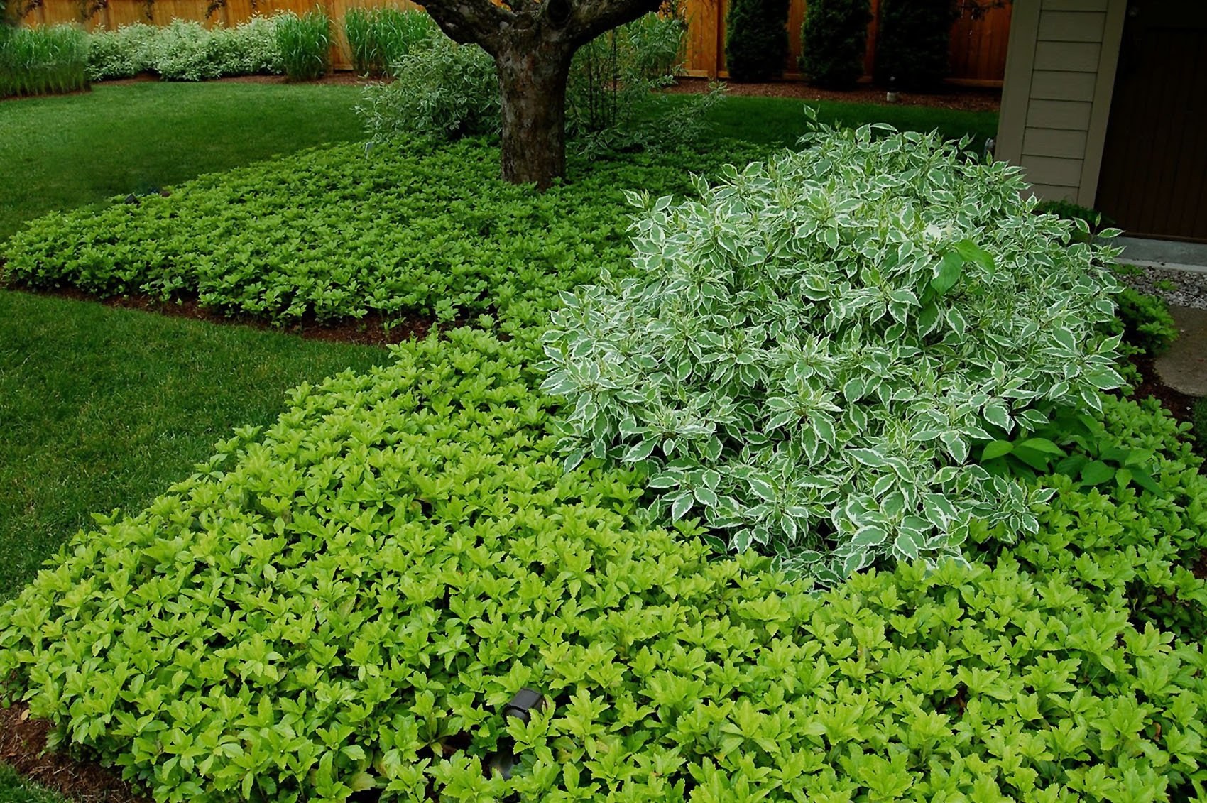 Сныть посадка. Пахизандра верхушечная. Пахизандра верхушечная Green Carpet. Пахизандра верхушечная Грин карпет. Пахизандра верхушечная ( Pachysandra terminalis).