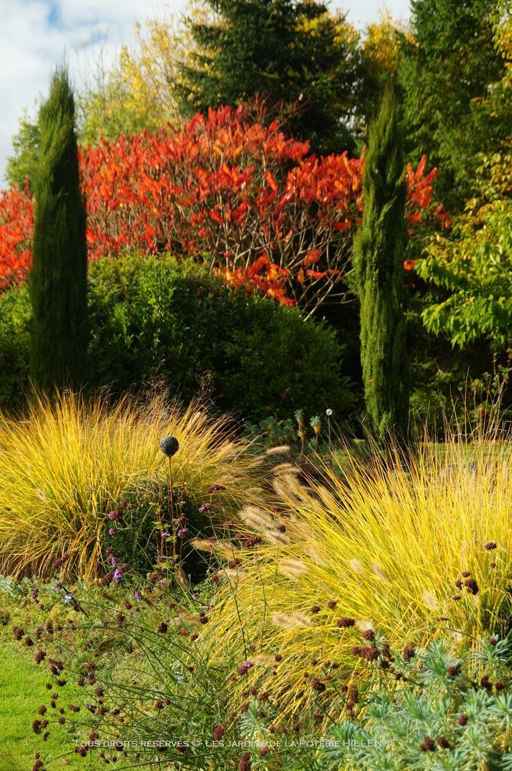 Уксусное дерево в ландшафтном дизайне