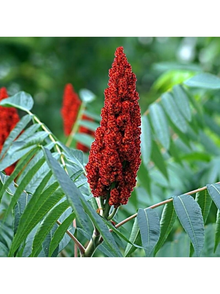 Сумах Rhus typhina