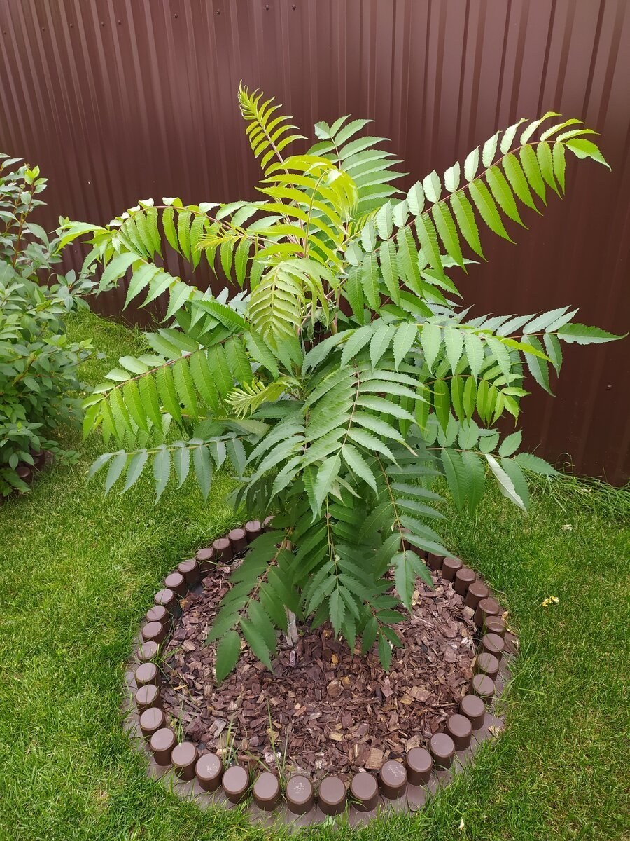 Пальма Сумах оленерогий