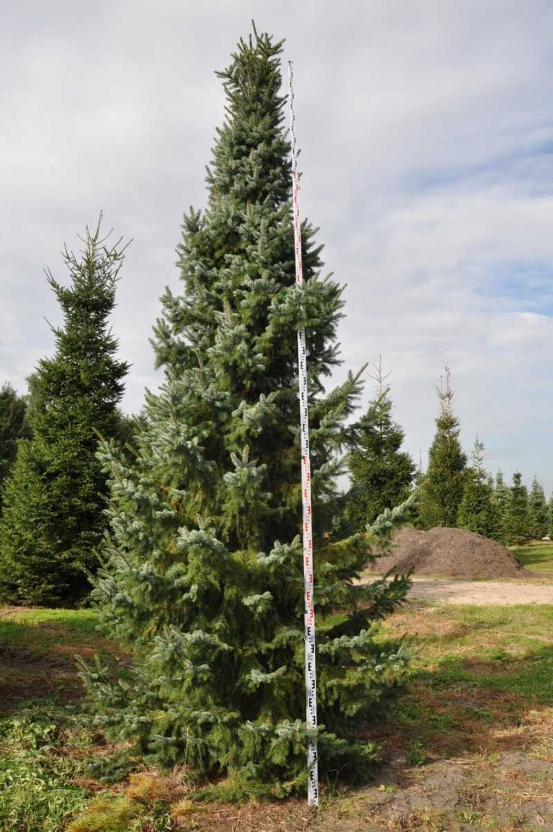 Ель Сербская omorika