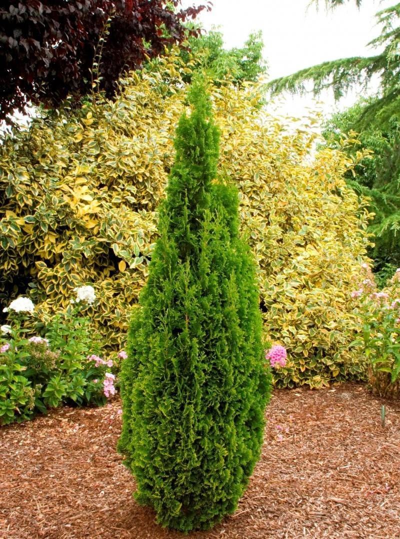 Туя Западная ДЕГРУТ спайс