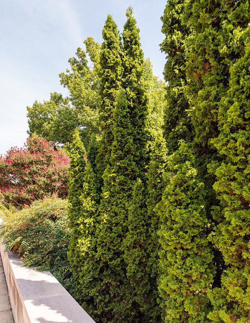 Туя Западная DEGROOT’S Spire (ДЕГРУТ Спайр)