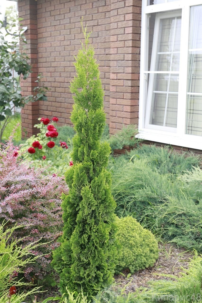 Туя Западная Бробекс Тауэр