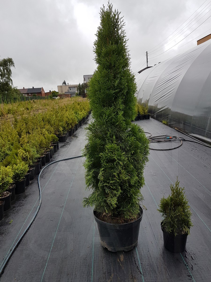 Туя ДЕГРОТС Спаэр