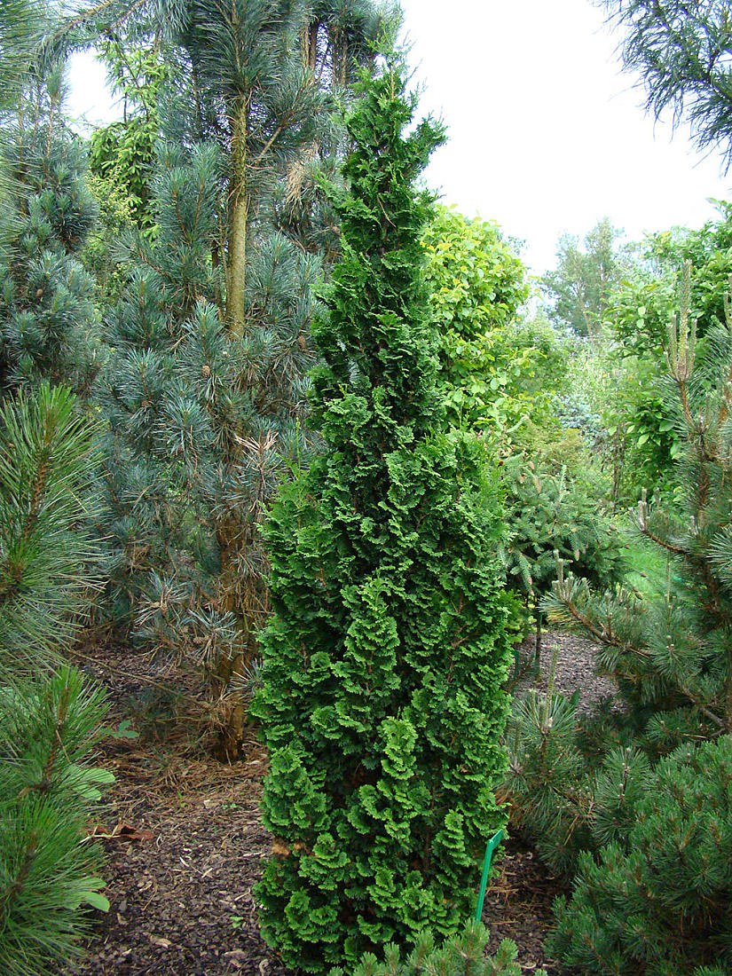 Туя Западная ДЕГРУТ Спайр