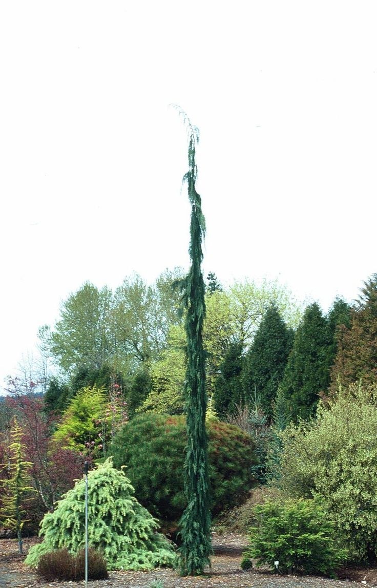 Ель Сербская Оморика Пендула