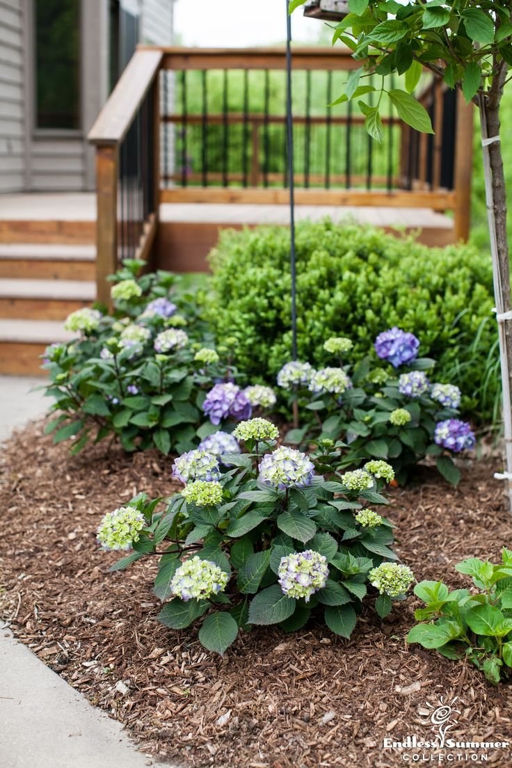 Гортензия крупнолистная в ландшафте