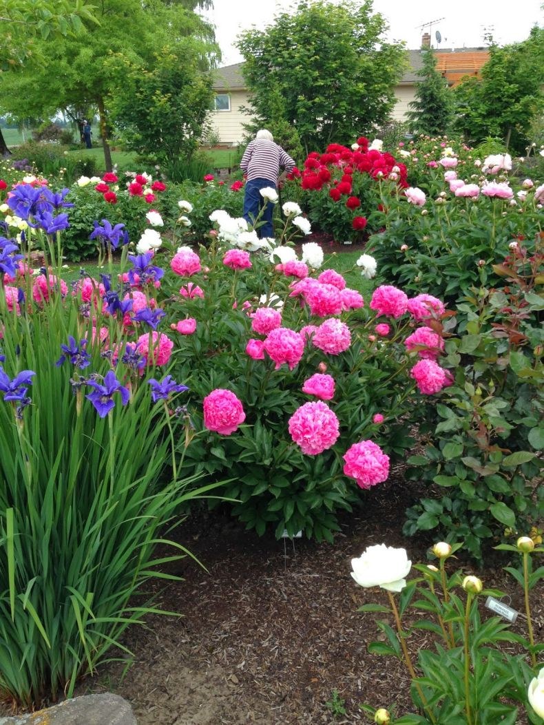 Пион, лилейник , Ирис на одной клумбе