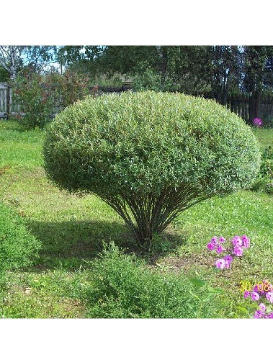 Ива пурпурная шаровидная