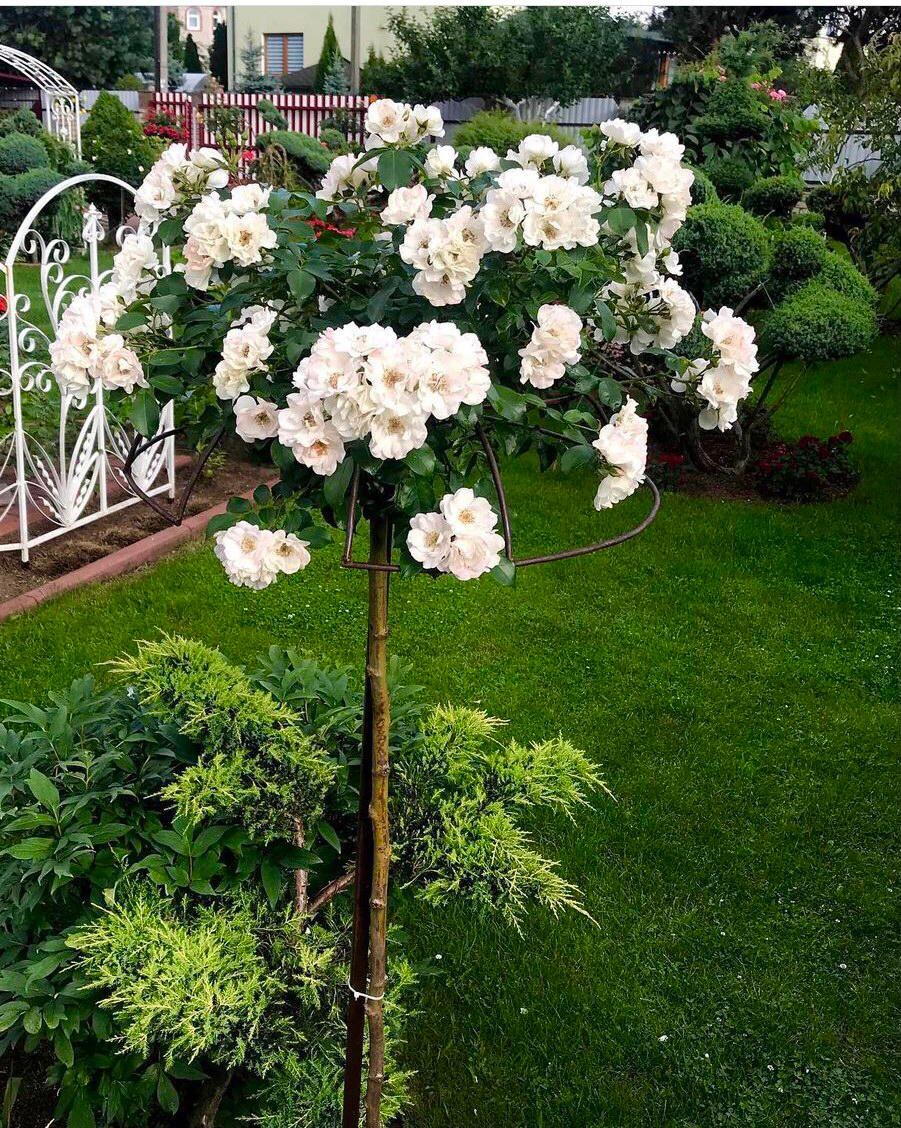 Штамбовая роза белая