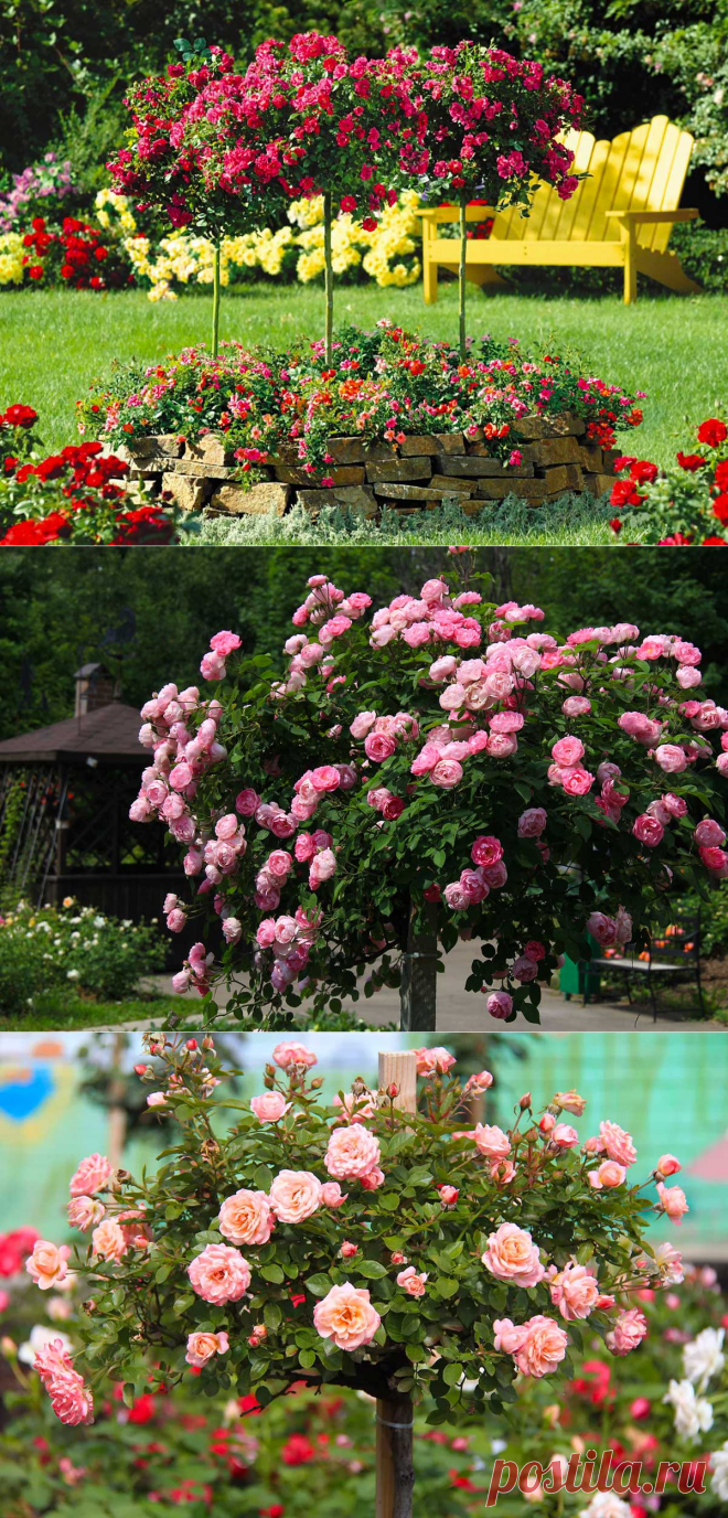 Роза штамбовая Прайд