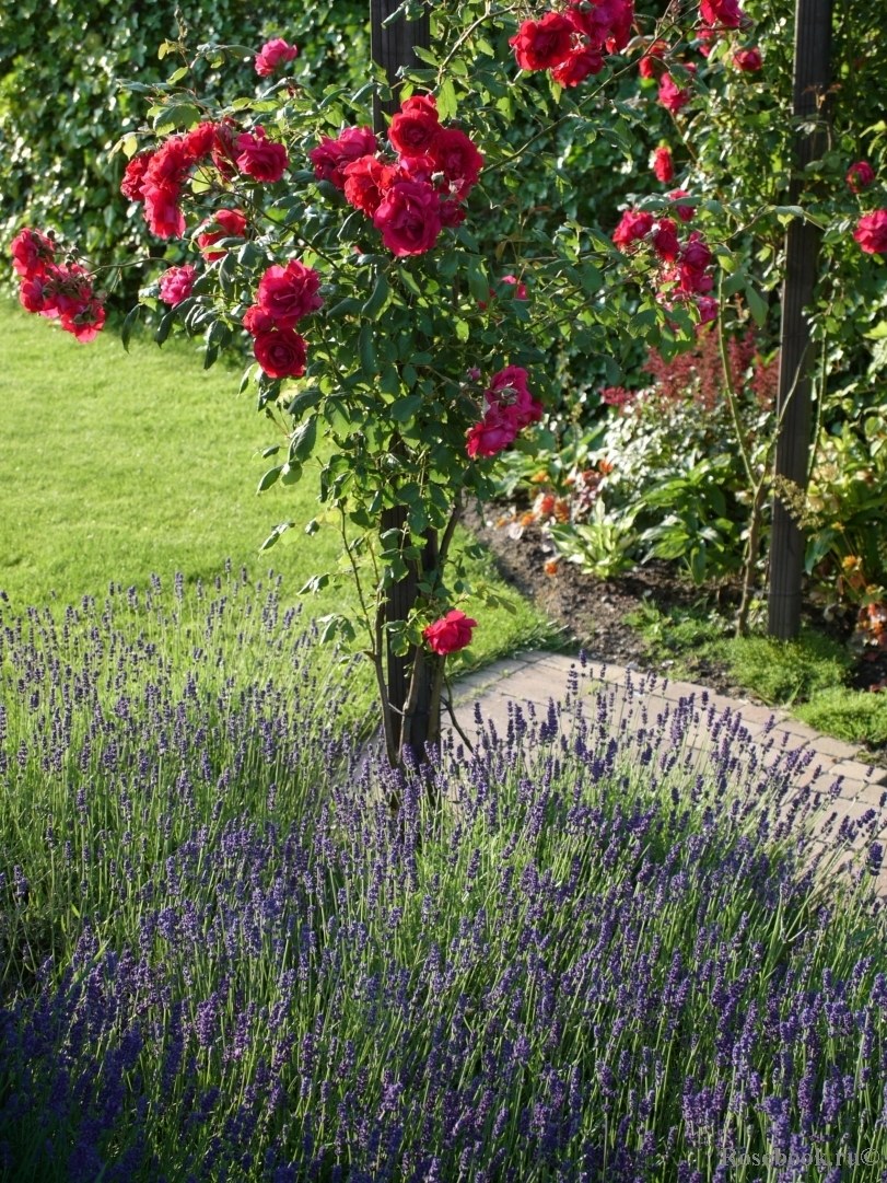 Роза Розария Югторсан