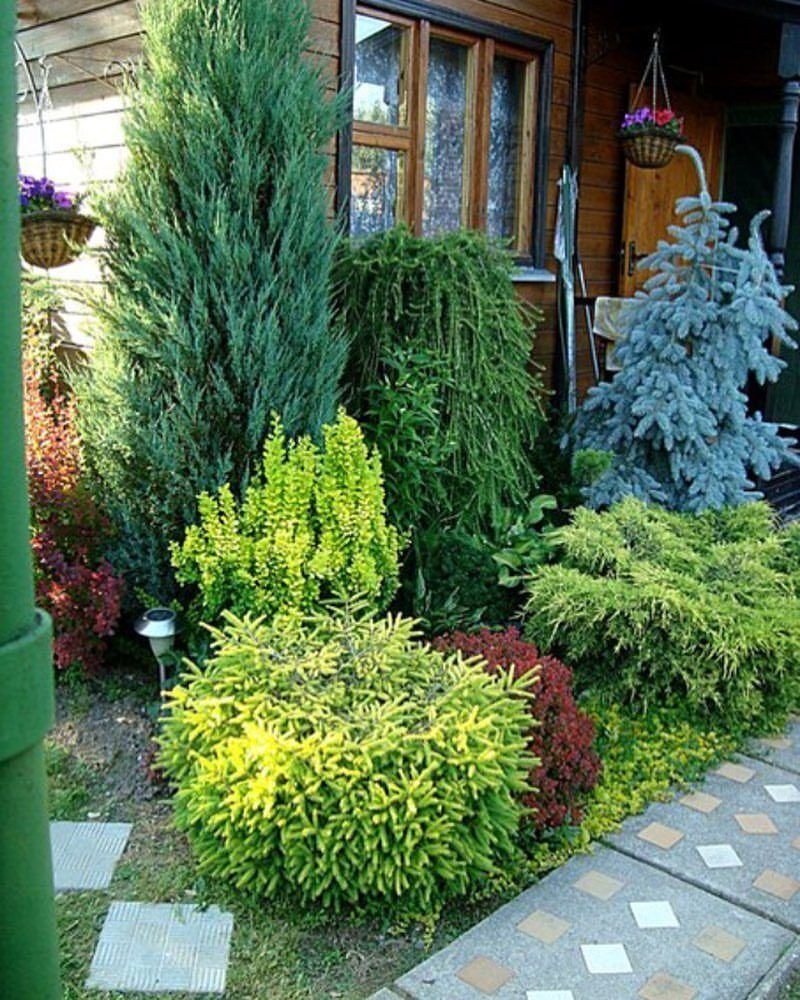 Туя Блю Эрроу