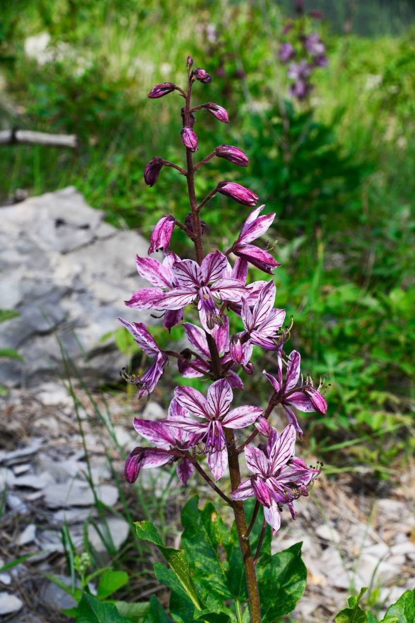 Ясенец голостолбиковый