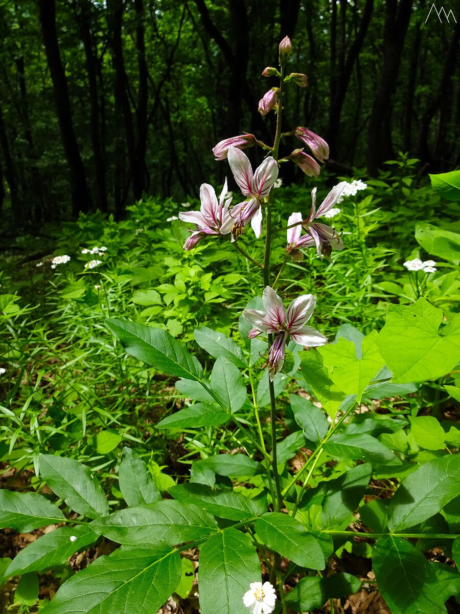 Ясенец Неопалимая Купина
