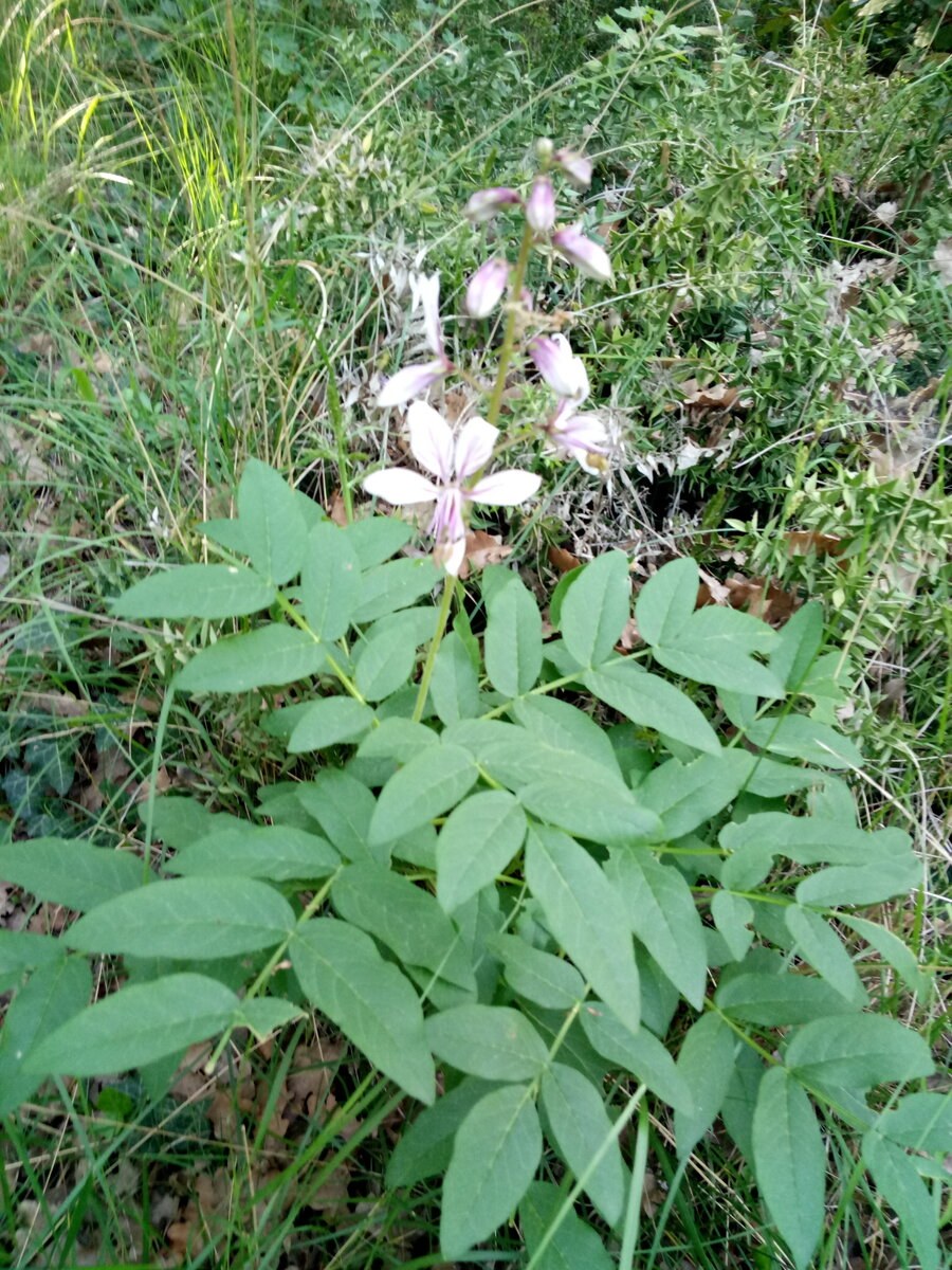 Ясенец Крымский