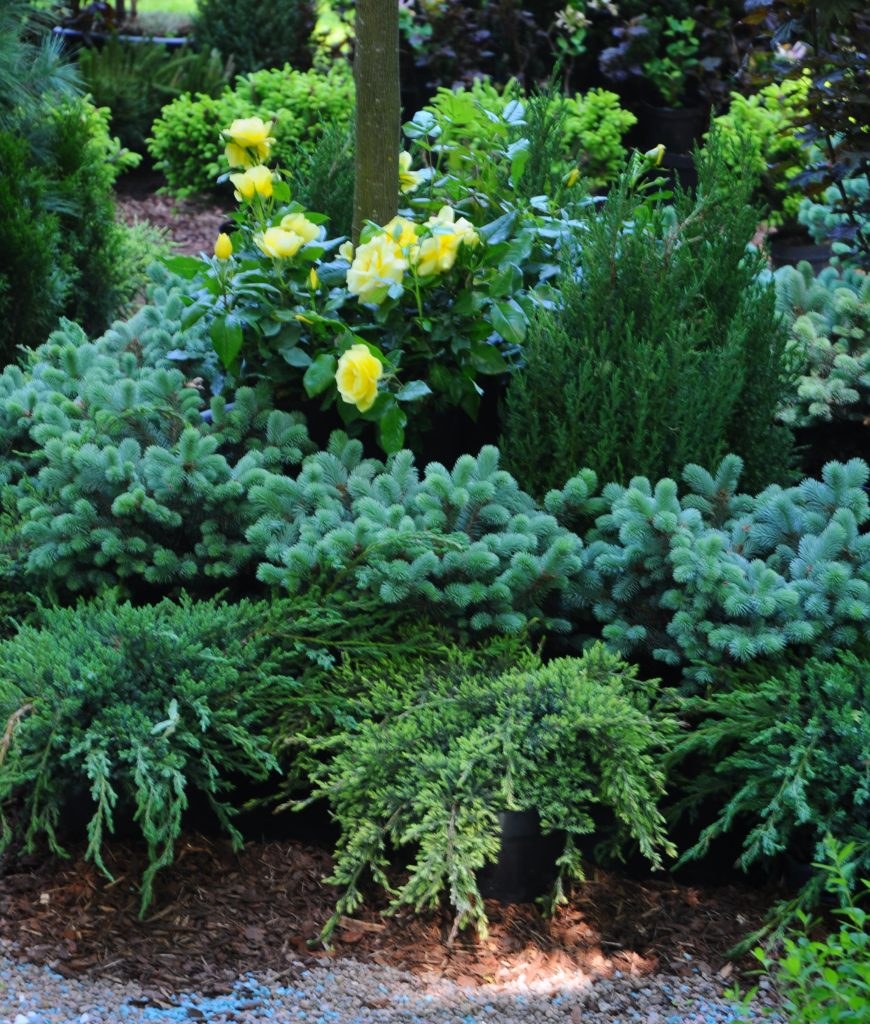 Туя можжевельник ландш