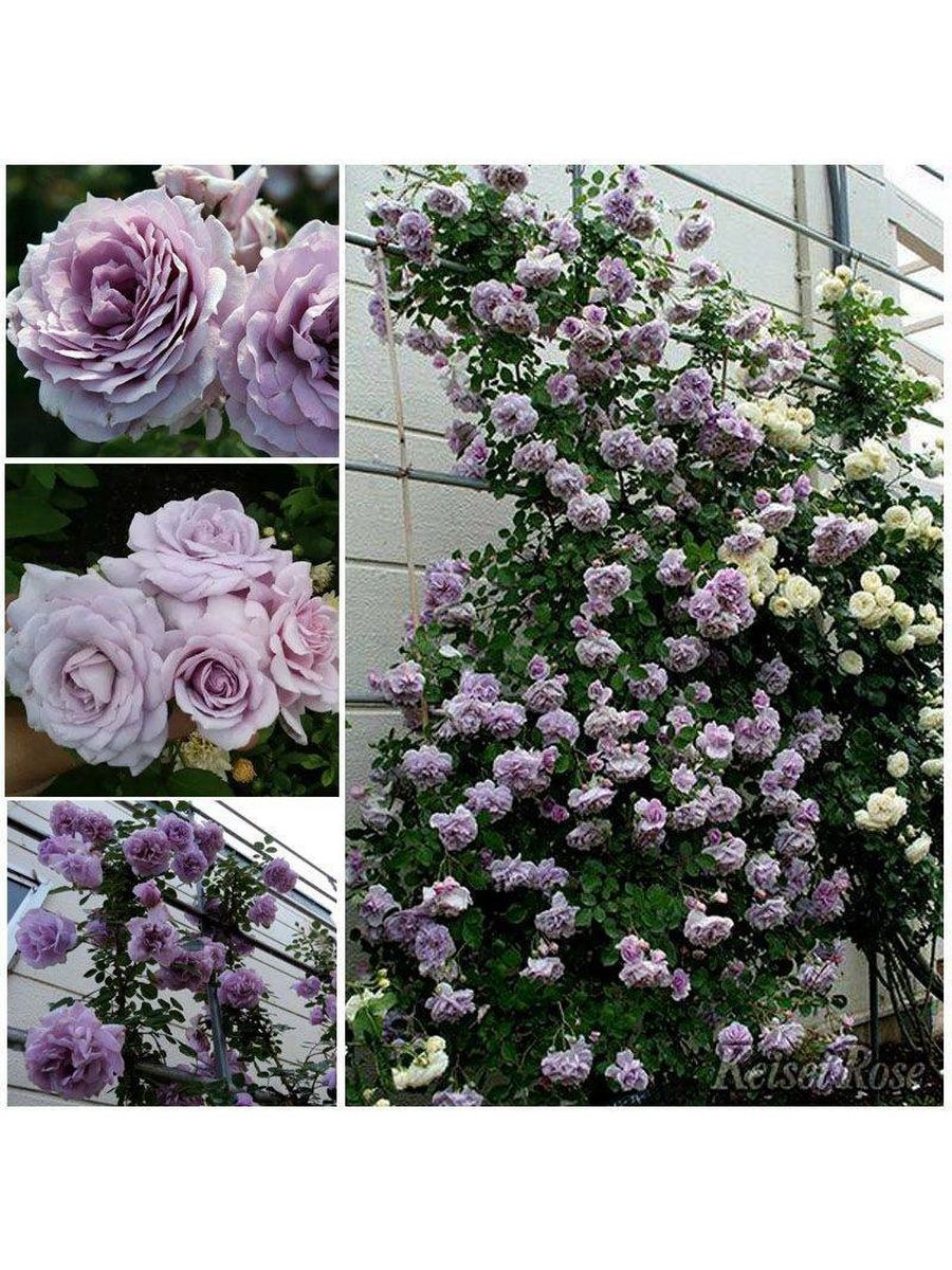 Роза плетистая голубая "Блю Мун"