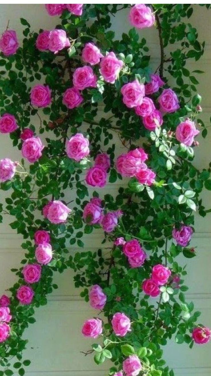 Роза Клайминг Блю Мун