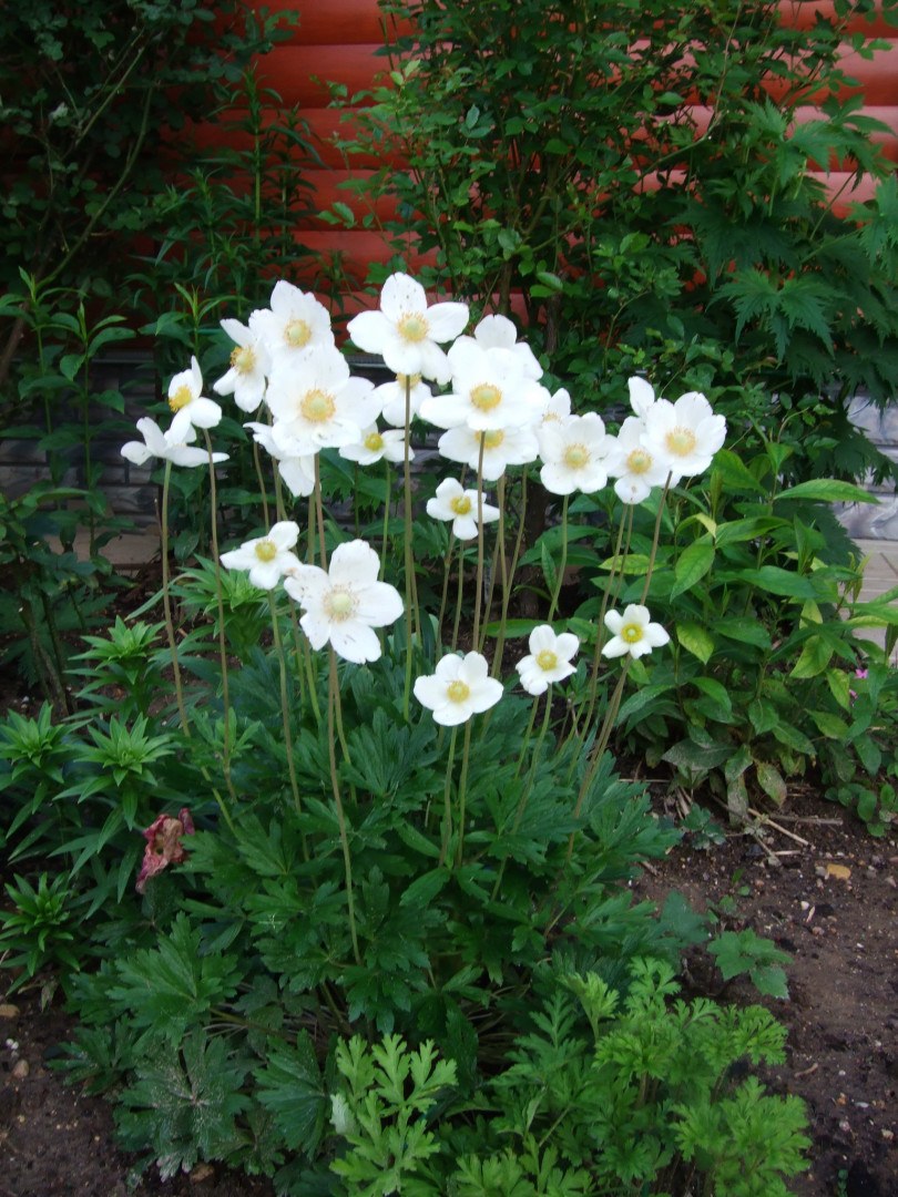 Многолетники ветреница Лесная