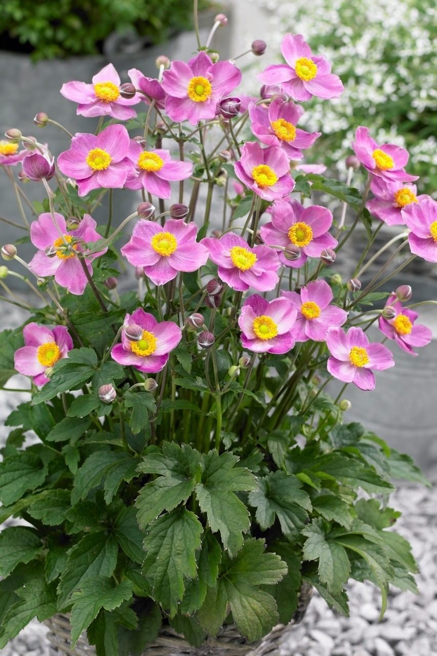 Анемона японская (Anemone japonica)
