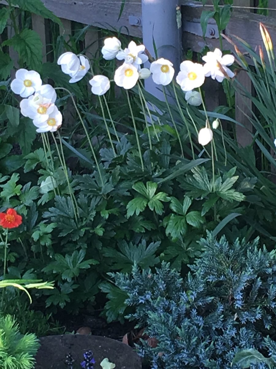 Анемона синфилдтна клумбе