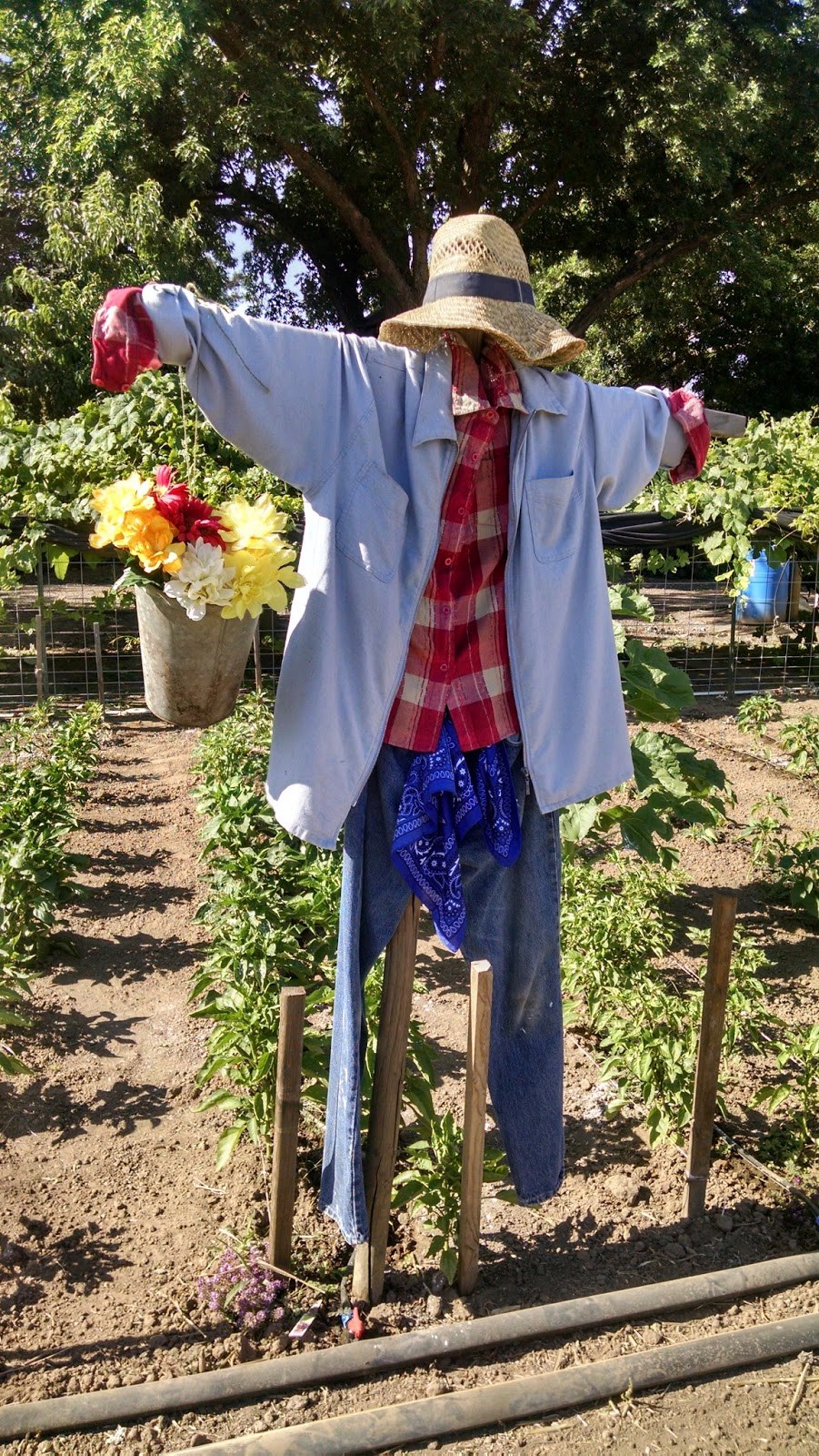 Пугало на огороде своими руками. Пугало в огороде. Пугало на дачу. Пугало в огороде. Пугало в огороде.