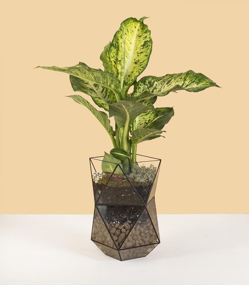 Диффенбахия в интерьере (94 фото)