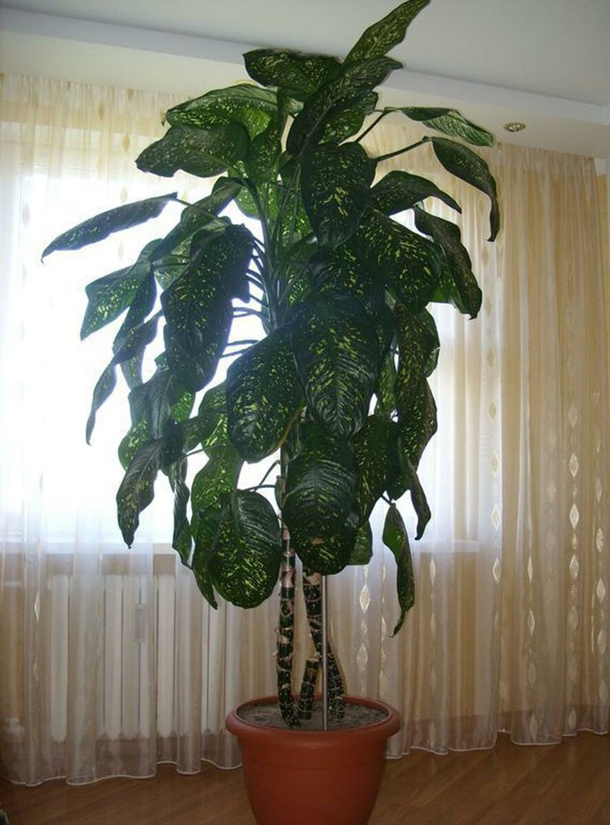 Цветок Диффенбахия комнатный