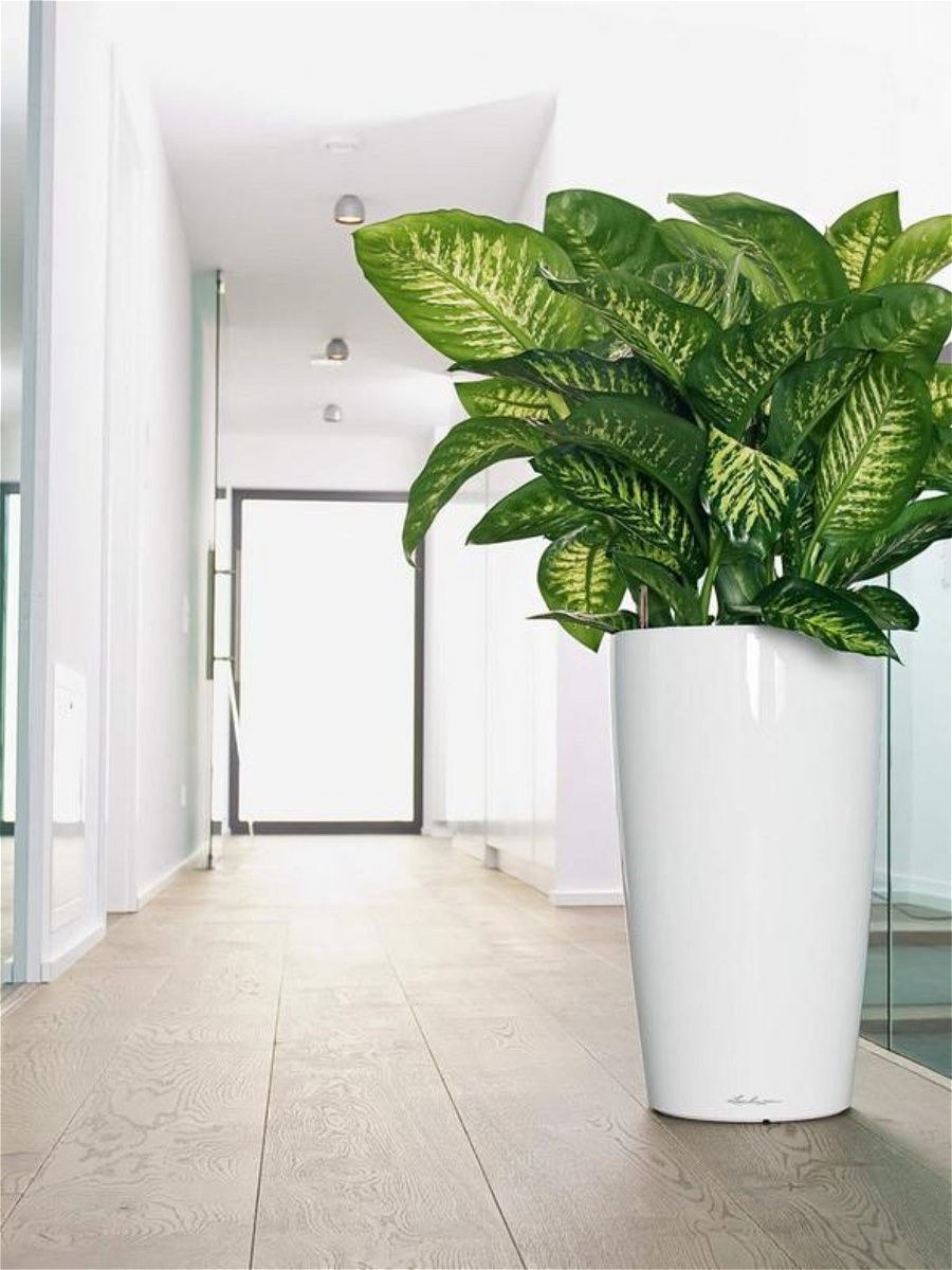 Диффенбахия и автополив