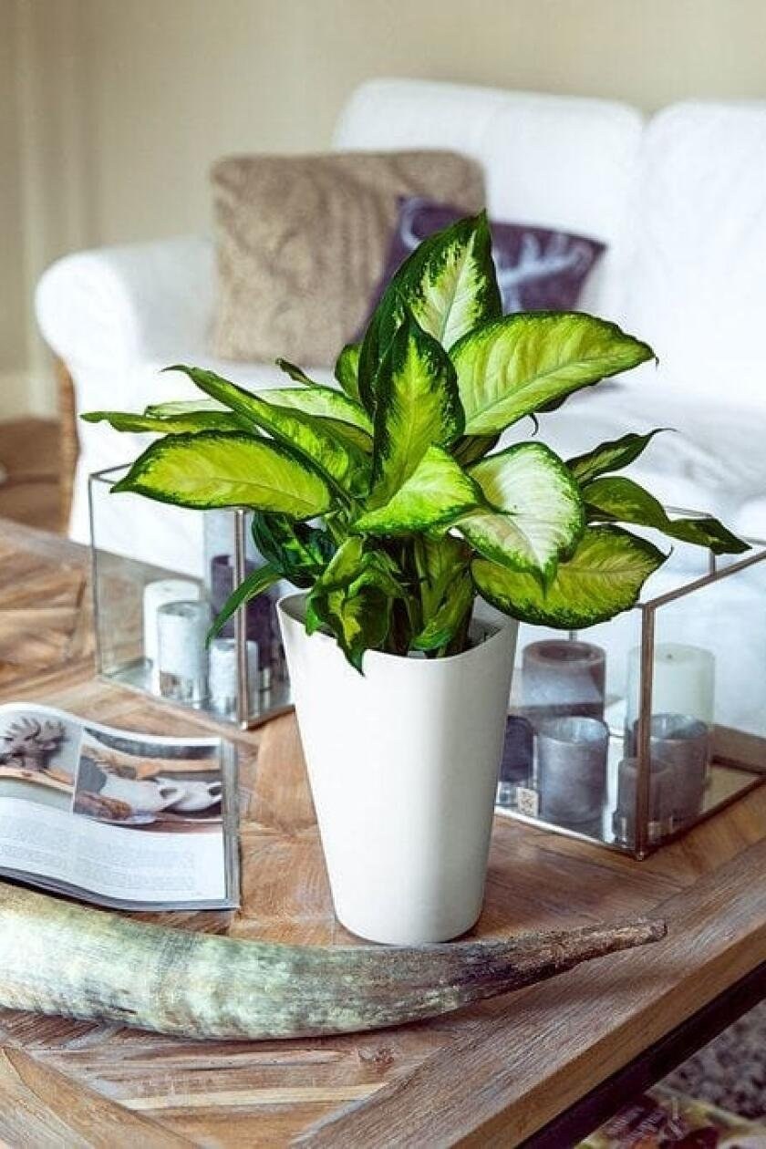 Диффенбахия Пасифик Рим