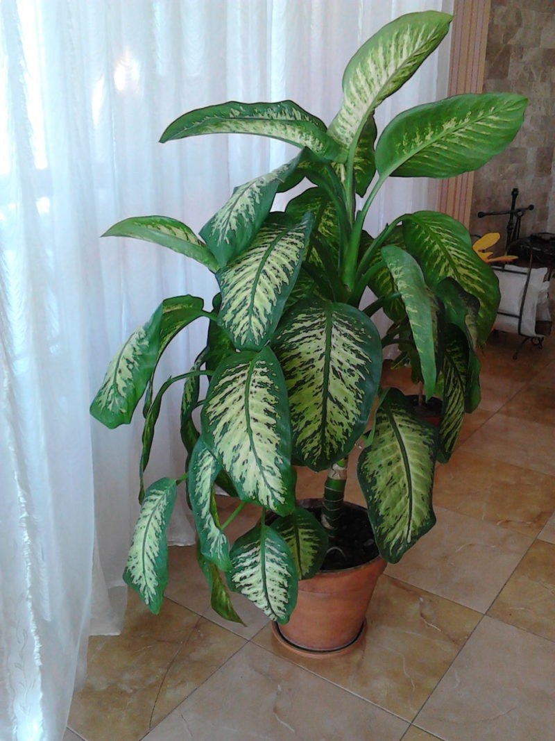 Диффенбахия Тропик Марианна