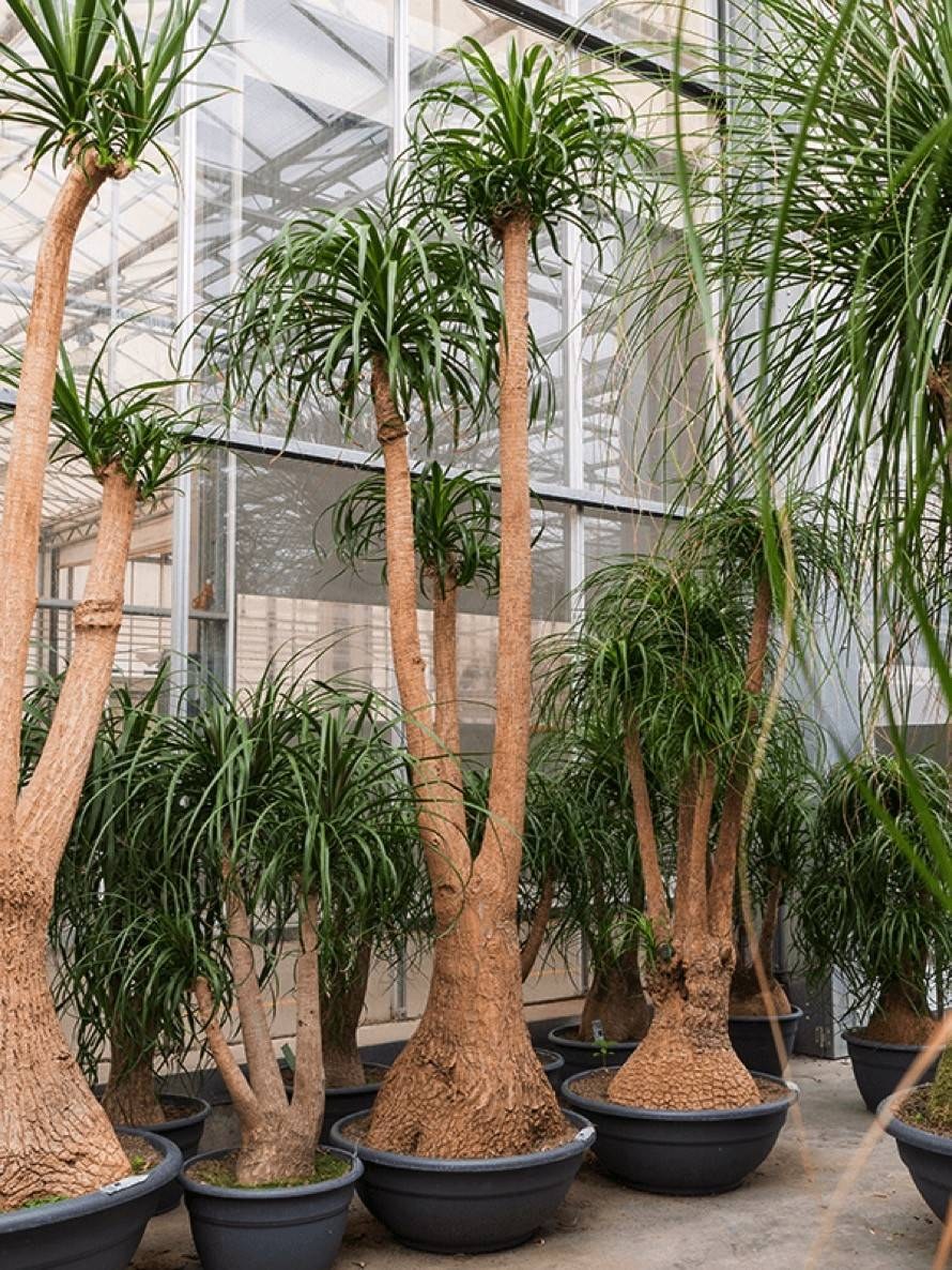 Нолина отогнутая