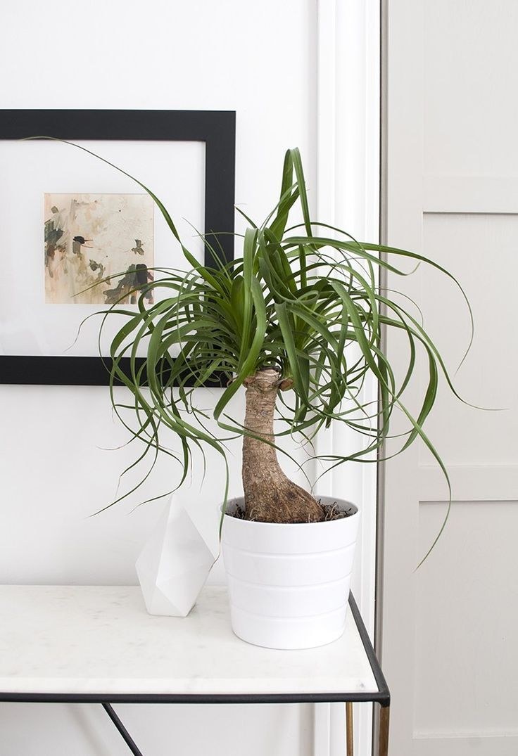 Нолина + Lechuza