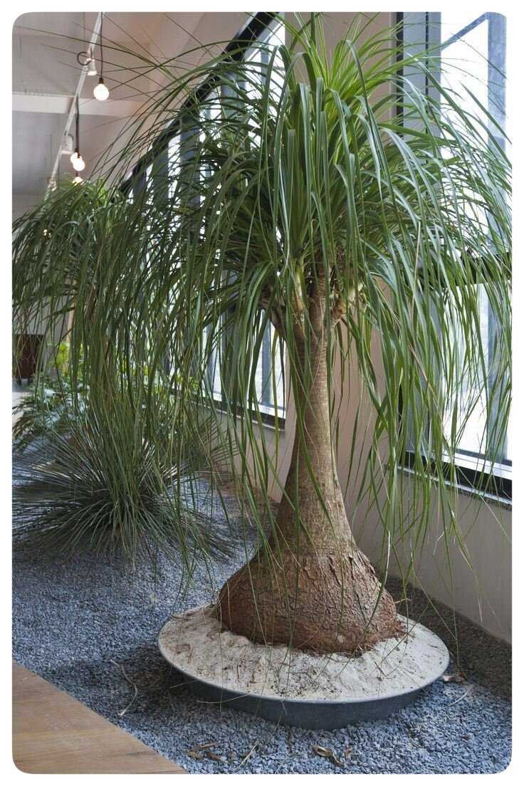 Цветок Нолина Бокарнея