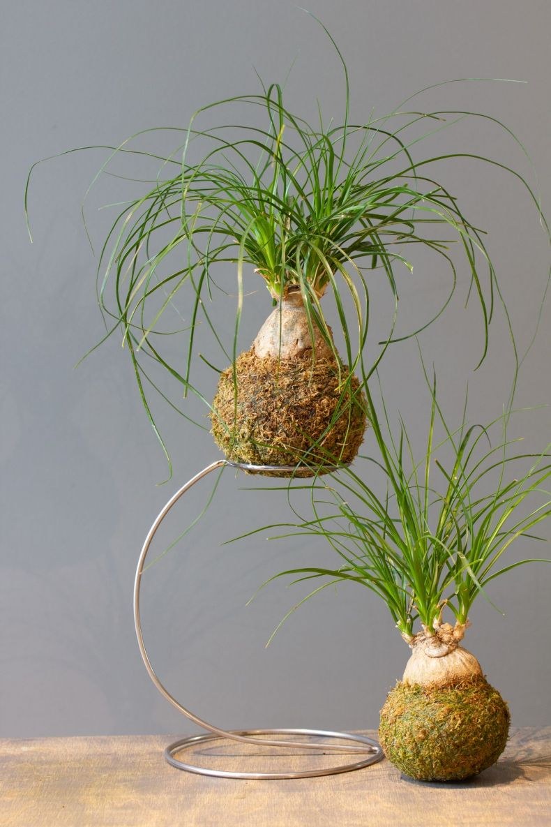 Цветок Нолина Бокарнея