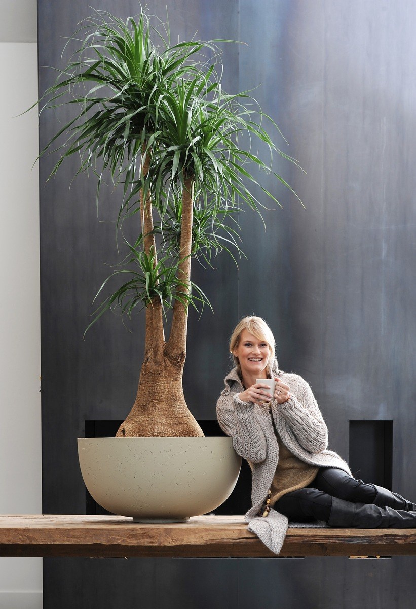 Бокарнея в горшке