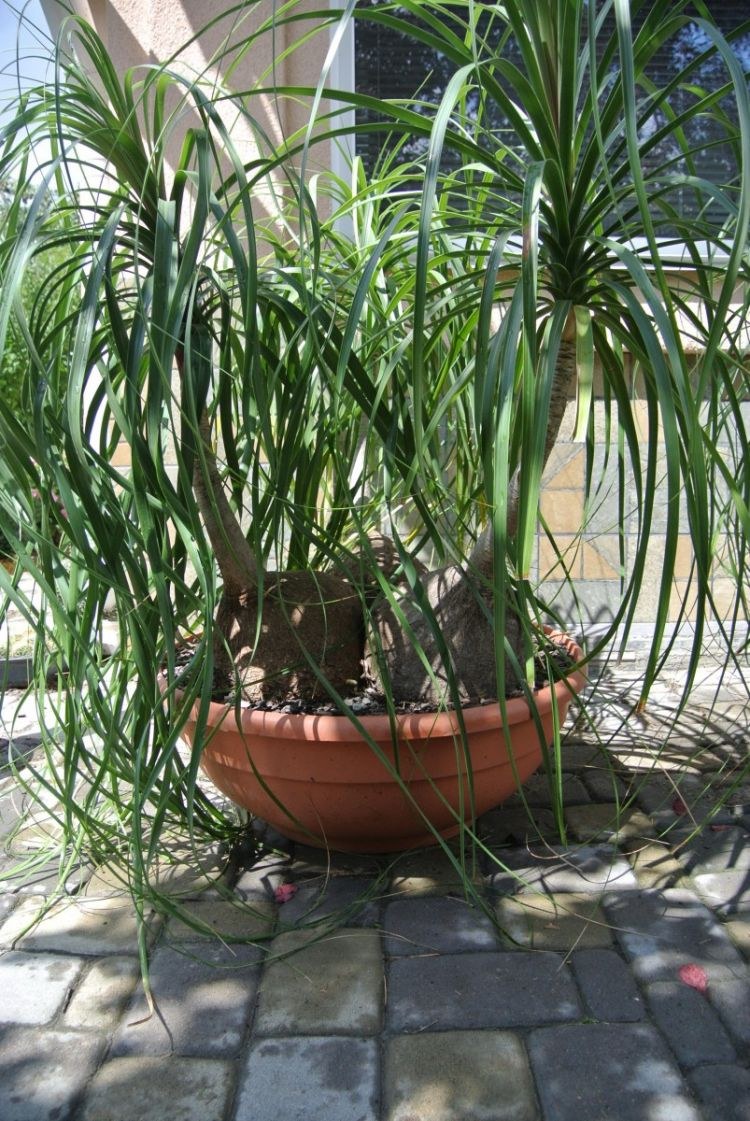 Нолина Бокарнея всходы