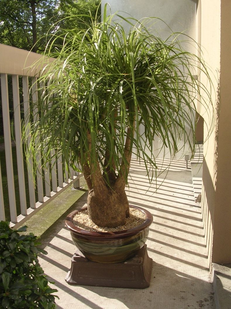 Бокарнея отогнутая (Нолина)