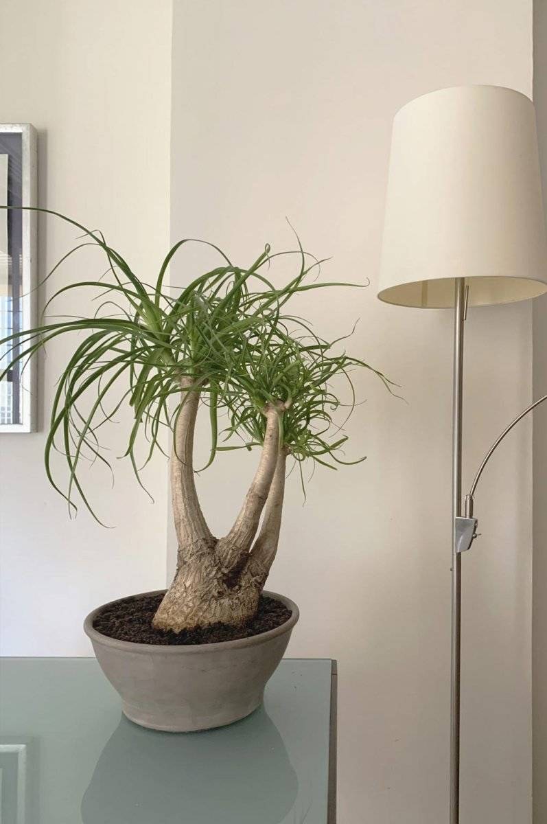 Нолина Бокарнея