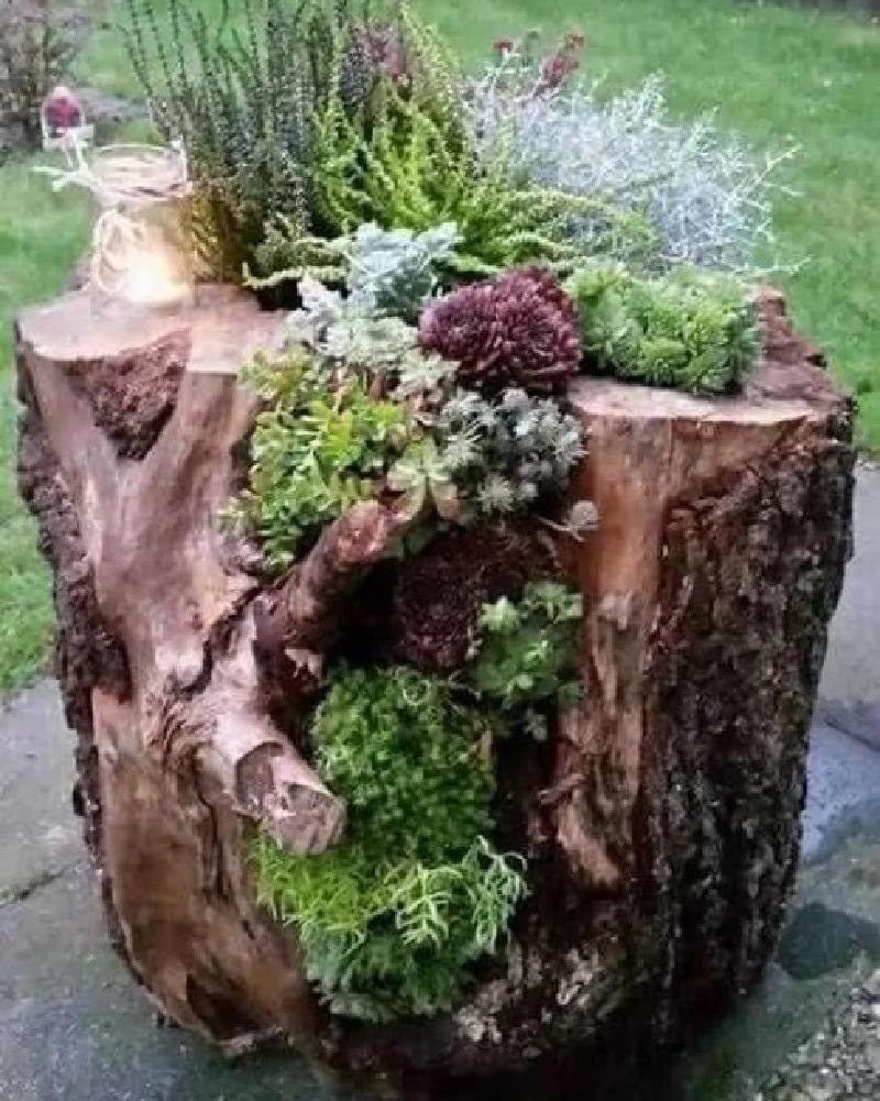 Рутарий с пнями