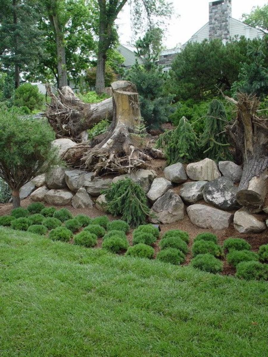 Рутарий туя