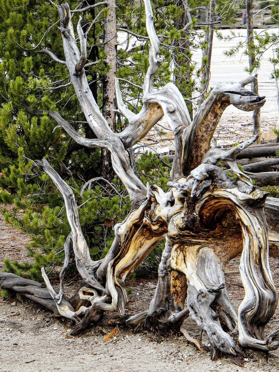 Рутарий с хвойными