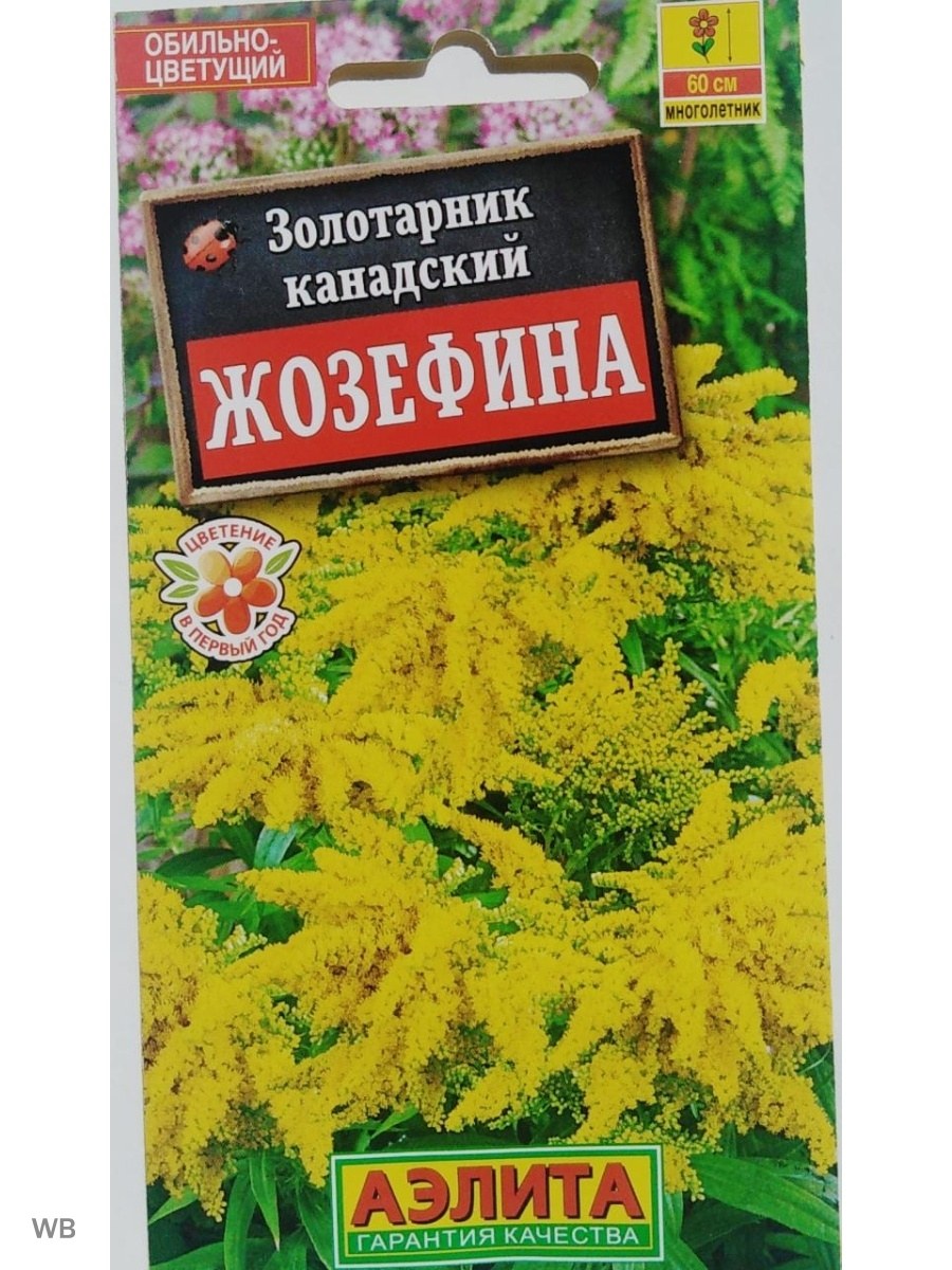 Золотарник канадский Жозефина