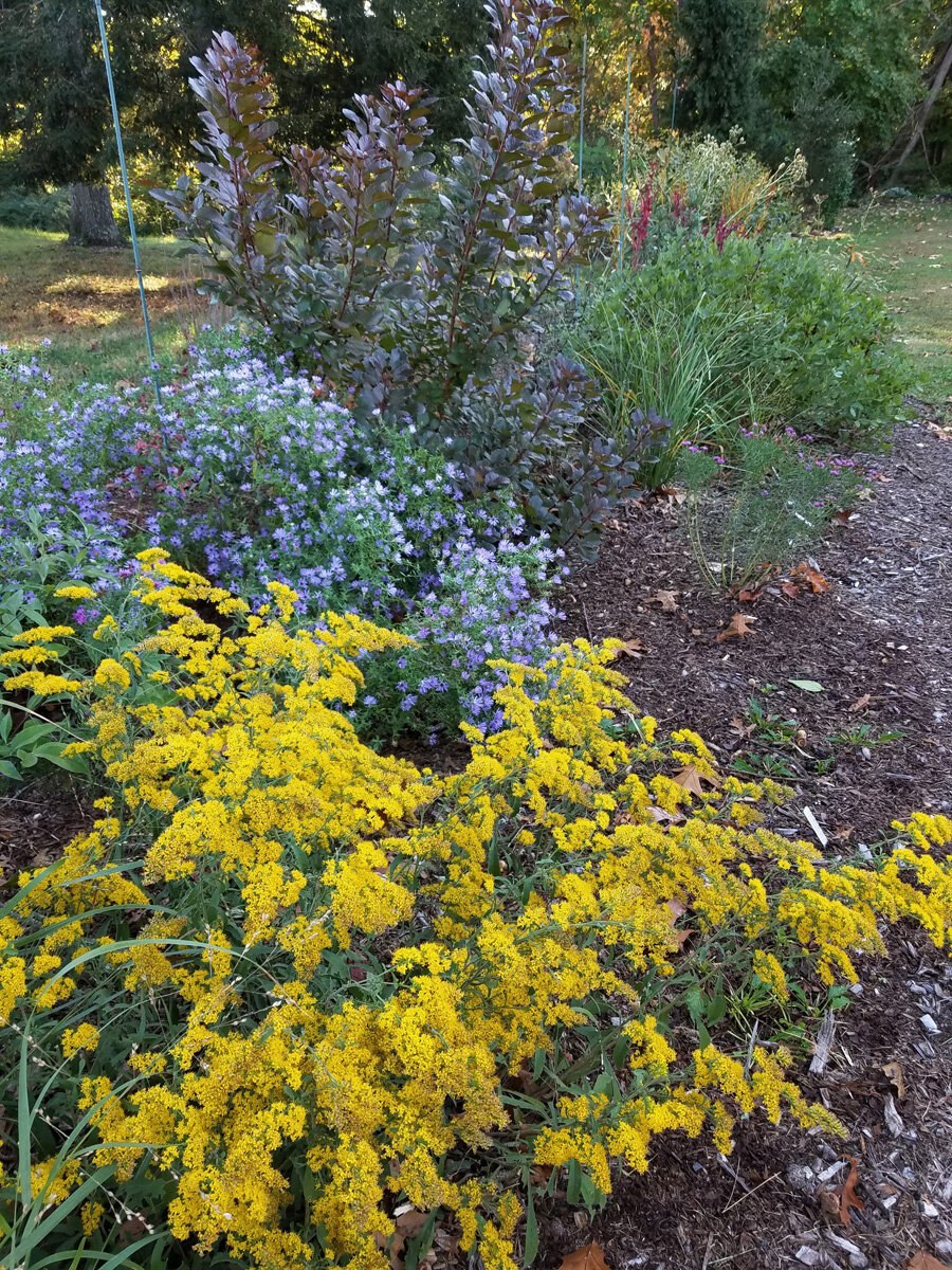 Золотарник (солидаго) "Жозефина"