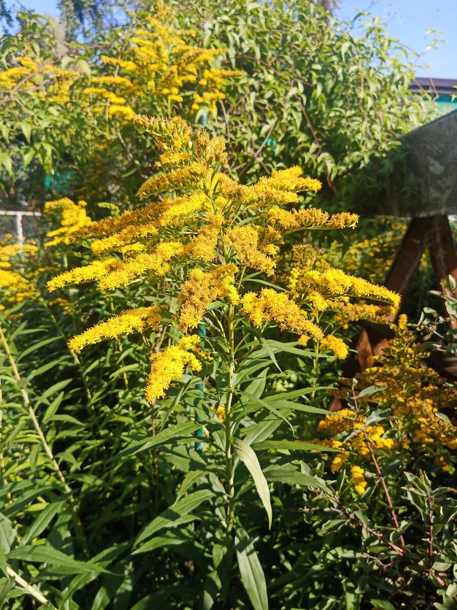 Золотарник гибридный Страхленкрон