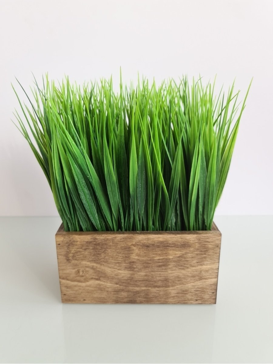 Трава Осока в горшке