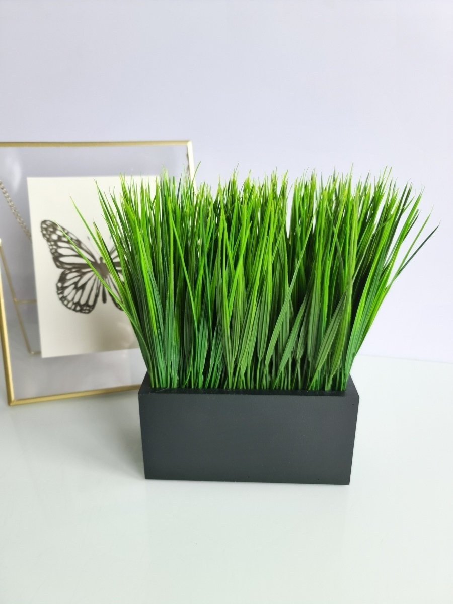 Осока в горшке Живая